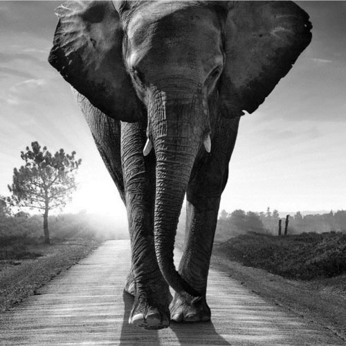 Ein Schwarz-Weiß-Foto eines Elefanten, der mit gekrümmtem Rüssel und gespitzten Ohren eine Straße entlangläuft, vor einem Hintergrund aus Bäumen und tief stehender Sonne.