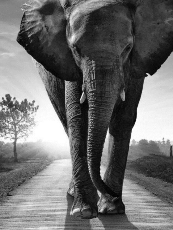 Ein großer Elefant, der auf einer unbefestigten Straße auf die Kamera zuläuft, den Rüssel gekrümmt und die Ohren weit gespreizt. Die Sonne steht tief am Himmel und erzeugt eine dramatische Silhouette und Lichtwirkung. Das Bild ist in schwarz-weiß gehalten.